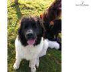Newfoundland Puppy for sale in Los Angeles, CA, USA