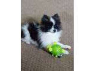 Pomeranian Puppy for sale in Reidsville, NC, USA