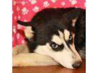 Siberian Husky Puppy for sale in Shawnee, OK, USA