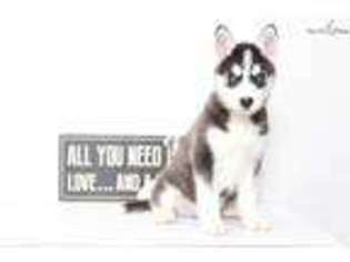 Siberian Husky Puppy for sale in Fort Myers, FL, USA