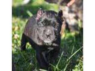 Cane Corso Puppy for sale in Woodburn, IA, USA