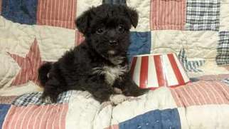 Maltese Puppy for sale in Fenton, MI, USA