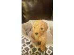 Goldendoodle Puppy for sale in Taft, TN, USA