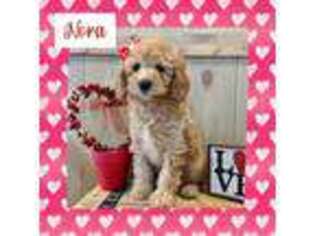 Goldendoodle Puppy for sale in Mabel, MN, USA