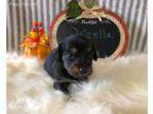 Dachshund Puppy for sale in Yakima, WA, USA