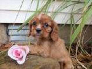 Cavalier King Charles Spaniel Puppy for sale in Harrison, AR, USA