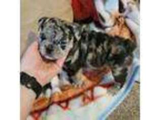 Bulldog Puppy for sale in Centerville, IA, USA