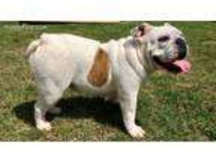 Bulldog Puppy for sale in Bentonville, AR, USA