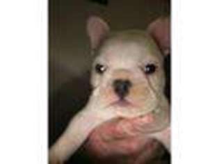 French Bulldog Puppy for sale in Saddleworth, Greater Manchester (England), United Kingdom