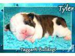 Bulldog Puppy for sale in MENA, AR, USA
