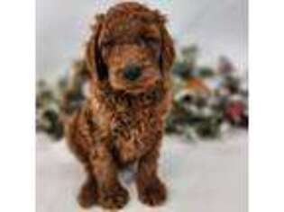 Goldendoodle Puppy for sale in Tulsa, OK, USA