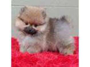 Pomeranian Puppy for sale in San Luis Obispo, CA, USA