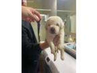 Labrador Retriever Puppy for sale in Providence Forge, VA, USA