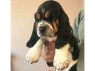 Basset Hound Puppy for sale in Elbert, CO, USA