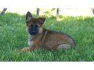 German Shepherd Dog Puppy for sale in Greencastle, PA, USA
