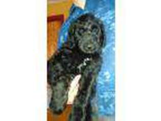 Labradoodle Puppy for sale in Mansfield, PA, USA