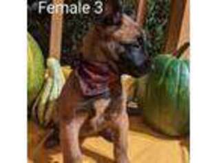 Belgian Malinois Puppy for sale in Lynchburg, OH, USA