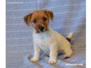 Jack Russell Terrier Puppy for sale in Norman, OK, USA