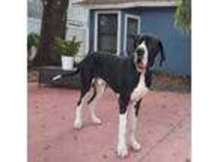 Great Dane Puppy for sale in Apollo Beach, FL, USA