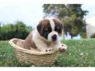 Saint Bernard Puppy for sale in Chambersburg, PA, USA