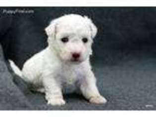 Bichon Frise Puppy for sale in Norman, OK, USA