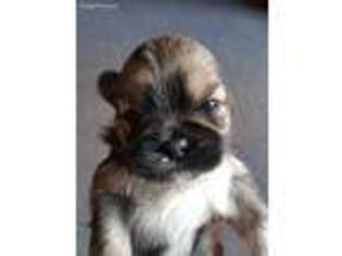 Lhasa Apso Puppy for sale in Alabaster, AL, USA