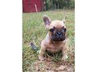 French Bulldog Puppy for sale in Covington, GA, USA