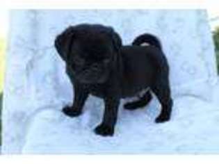 Puggle Puppy for sale in Stanley, VA, USA