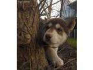 Siberian Husky Puppy for sale in Denair, CA, USA