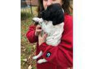 German Shorthaired Pointer Puppy for sale in Mount Pleasant, SC, USA