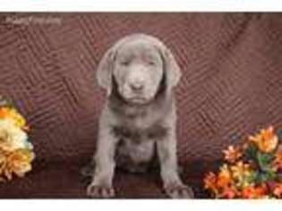 Labrador Retriever Puppy for sale in Delphos, OH, USA