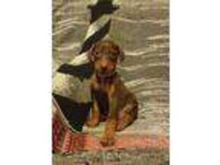 Doberman Pinscher Puppy for sale in Hurricane, WV, USA