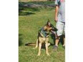 German Shepherd Dog Puppy for sale in Owensboro, KY, USA