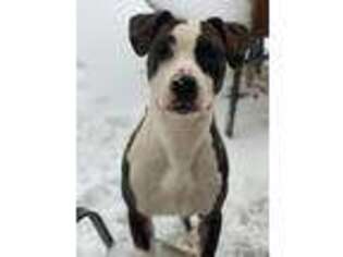 Staffordshire Bull Terrier Puppy for sale in Jacksonville, FL, USA