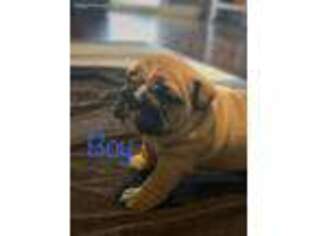 Bulldog Puppy for sale in Vine Grove, KY, USA