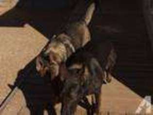 German Shepherd Dog Puppy for sale in MAGNOLIA, TX, USA