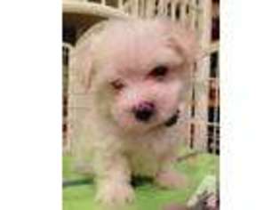Maltese Puppy for sale in AUBURN, WA, USA