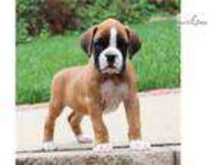 Boxer Puppy for sale in Harrisburg, PA, USA