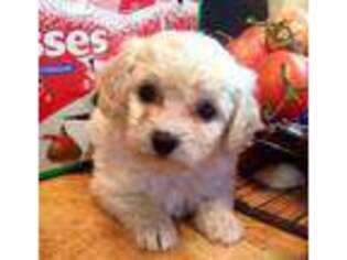 Cavapoo Puppy for sale in Fallbrook, CA, USA