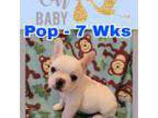 French Bulldog Puppy for sale in Stephens City, VA, USA