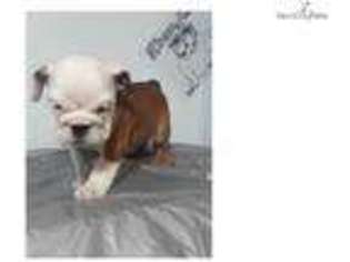 Bulldog Puppy for sale in Worcester, MA, USA