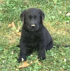 Labrador Retriever Puppy for sale in Shenandoah, VA, USA