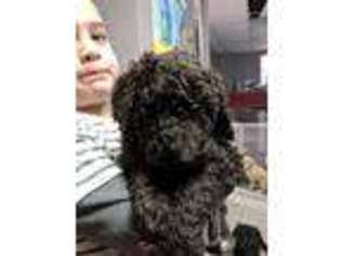Labradoodle Puppy for sale in JEWETT CITY, CT, USA