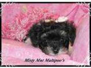Mutt Puppy for sale in SWEETWATER, TN, USA