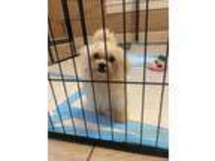 Maltese Puppy for sale in Olin, NC, USA