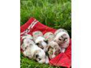 Australian Shepherd Puppy for sale in Pine Bluff, AR, USA