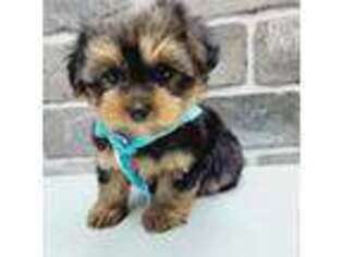 Yorkshire Terrier Puppy for sale in Brooklyn, NY, USA