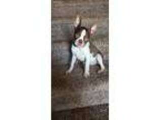 Boston Terrier Puppy for sale in Manchester, IA, USA