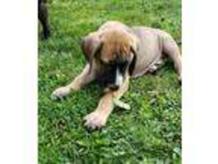 Great Dane Puppy for sale in Spring Grove, PA, USA