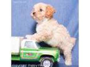 Cavapoo Puppy for sale in Parsons, KS, USA